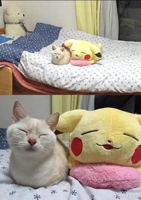 #猫猫