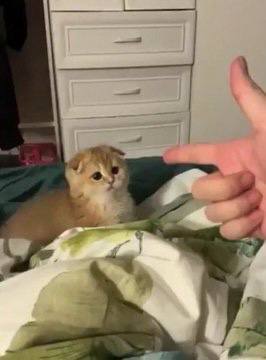 #猫猫#猫猫