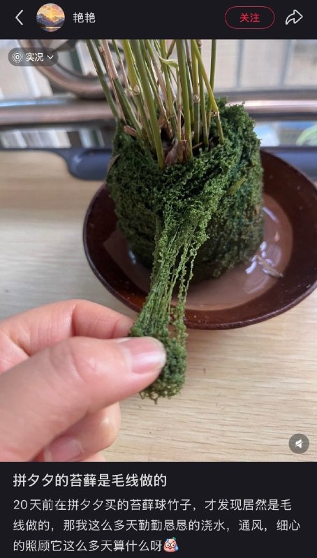 养个毛线