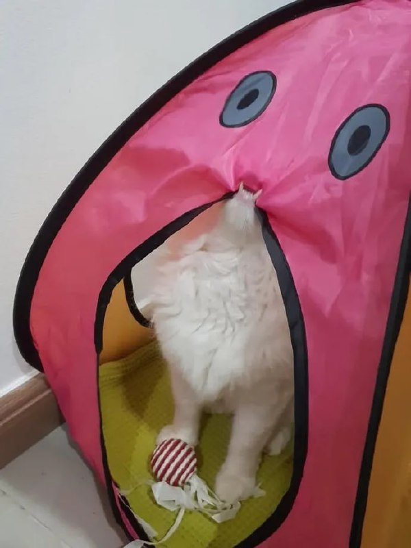 #猫猫