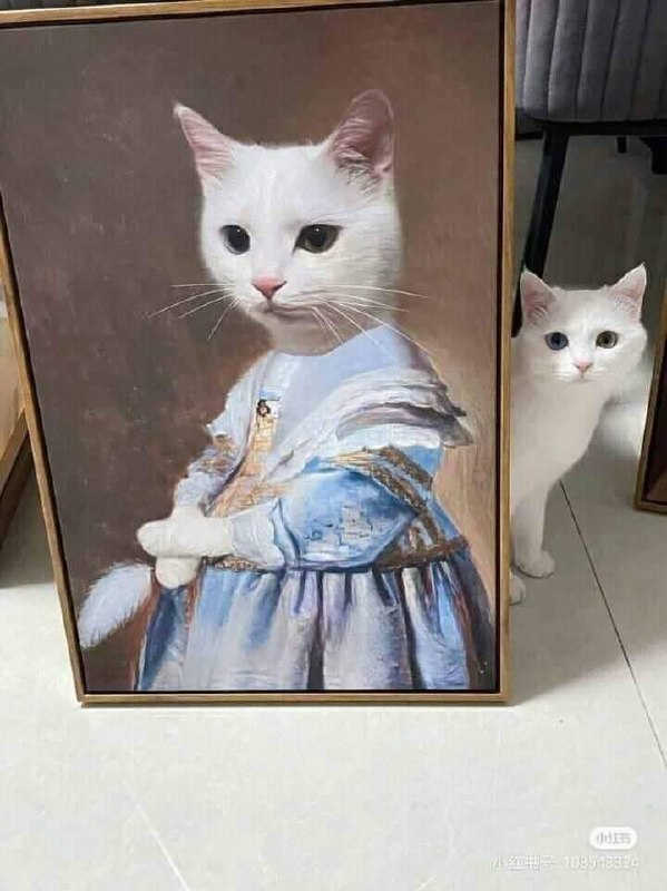 #猫猫