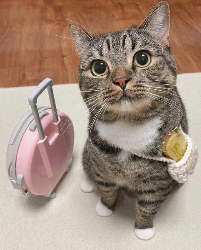 #猫猫