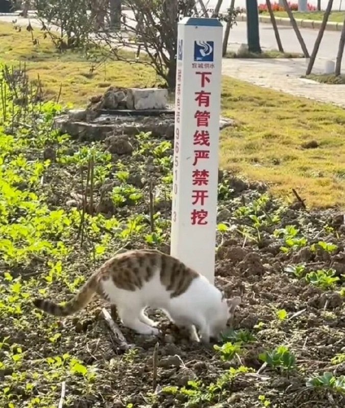 喵