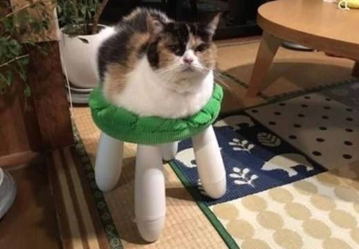 #猫猫