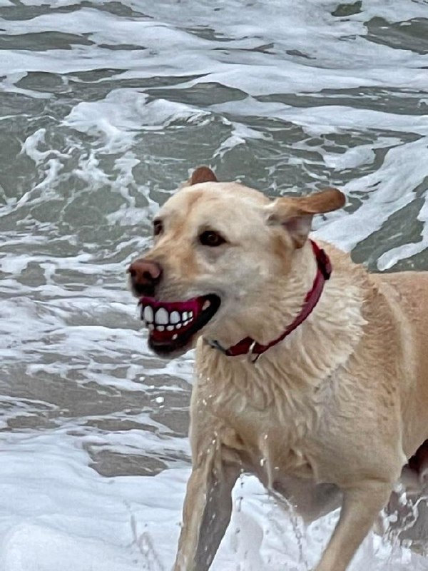 😁#狗狗😁#狗狗