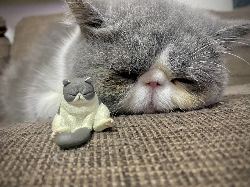 #猫猫#猫猫