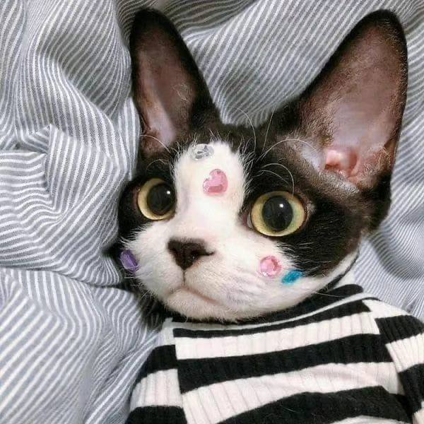 #猫猫