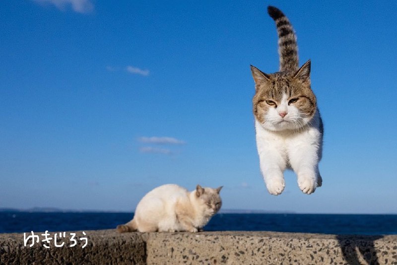 #猫猫
