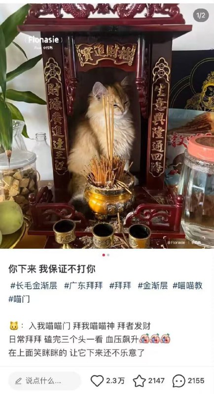 #猫猫 教
