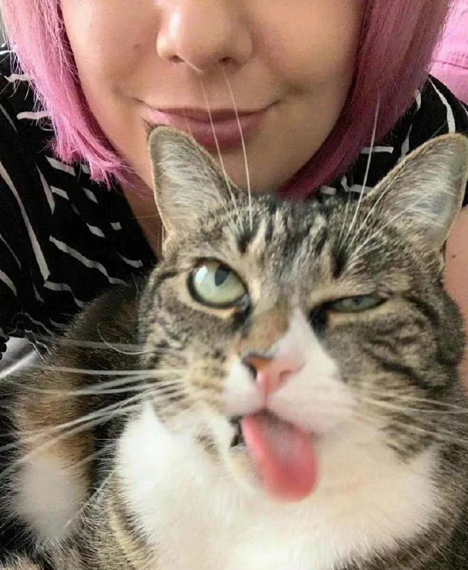 #猫猫