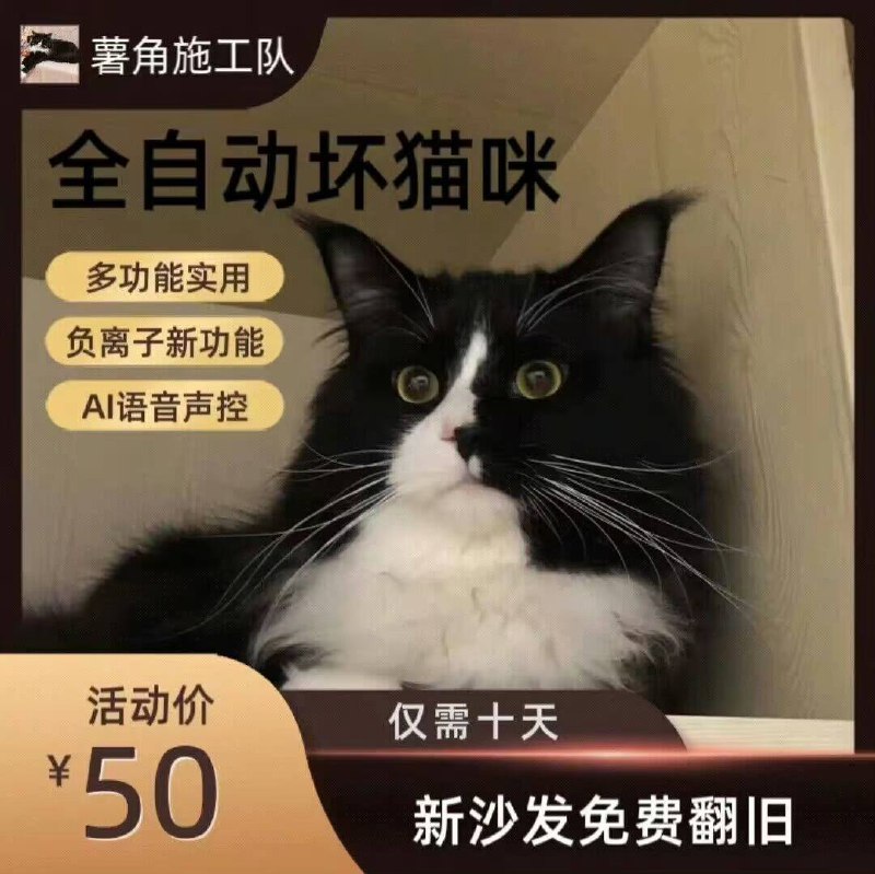 一些坏 #猫猫一些坏 #猫猫