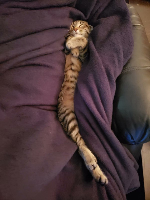 #猫猫