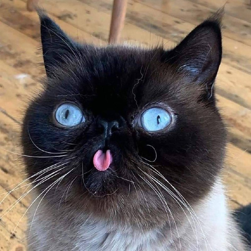 #猫猫