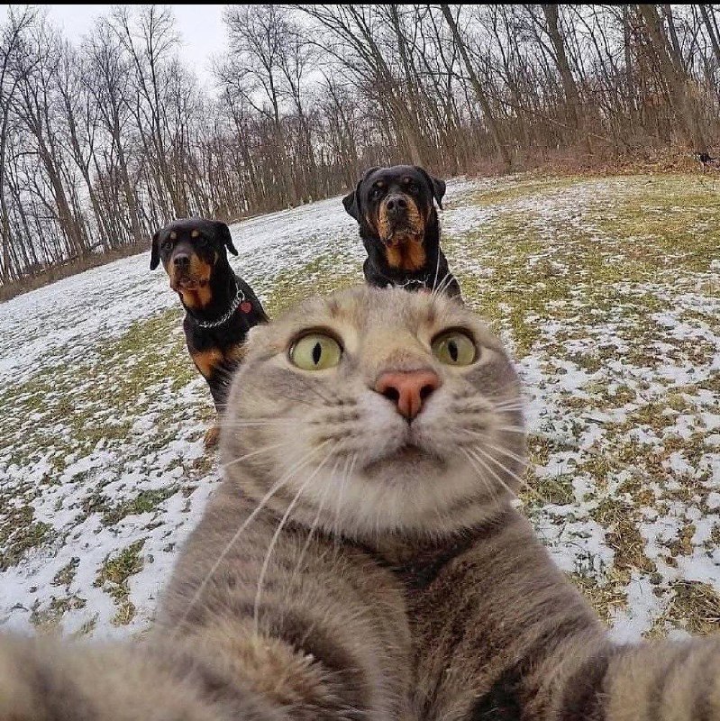 #猫猫