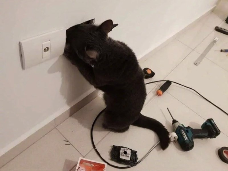 电 工 使 者#猫猫电 工 使 者#猫猫