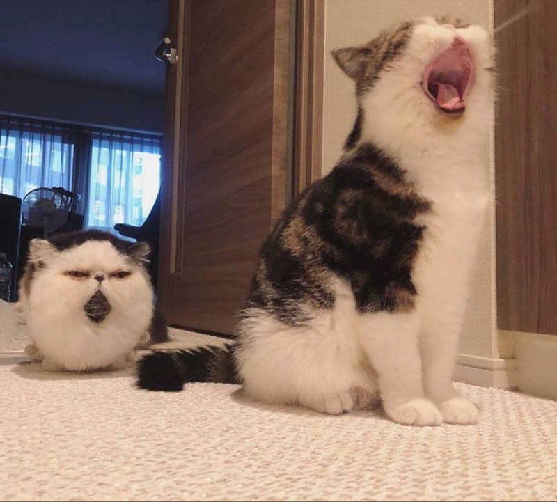 #猫猫#猫猫