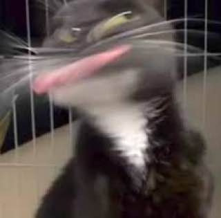 #猫猫#猫猫
