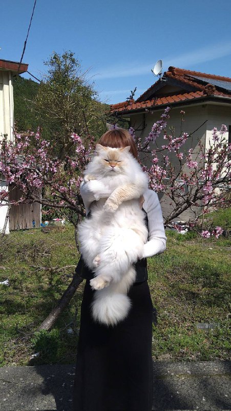 #猫猫#猫猫
