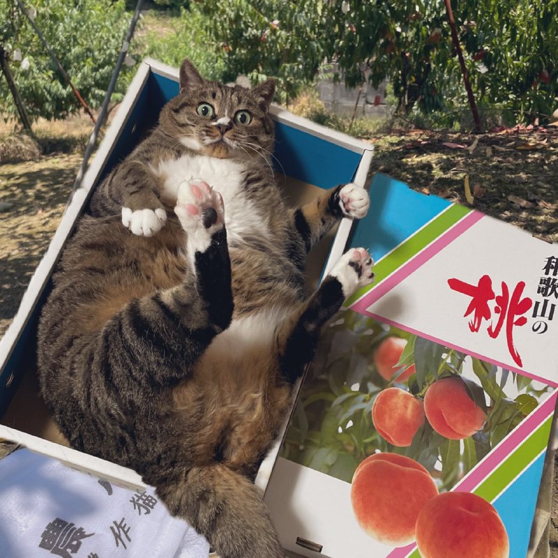 #猫猫（原图见评论区）#猫猫（原图见评论区）