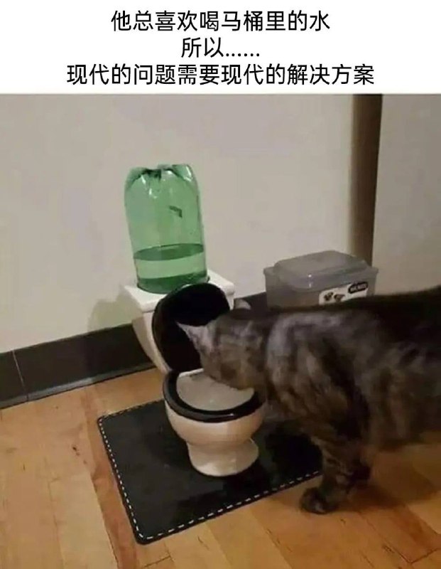 #猫猫