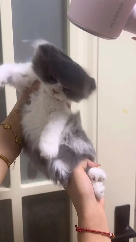 #猫猫#猫猫