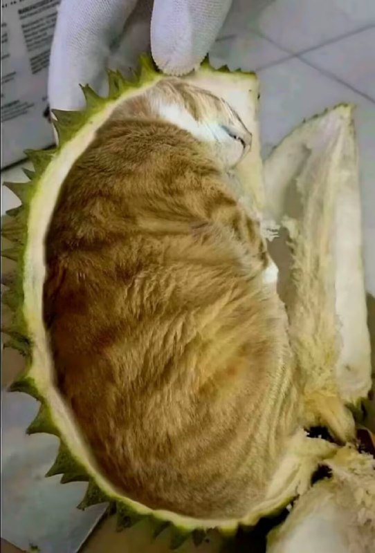 猫山王榴莲😋#猫猫