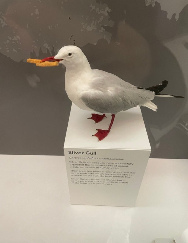 悉尼博物馆的海鸥标本🤔