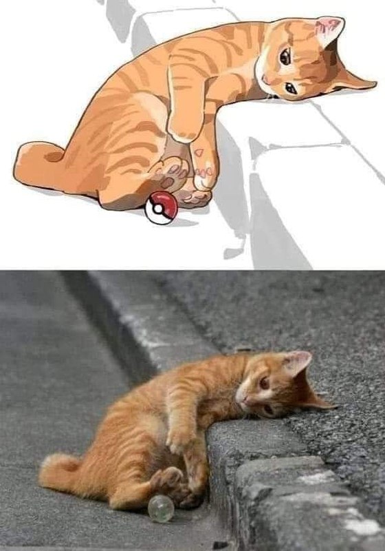 #猫猫