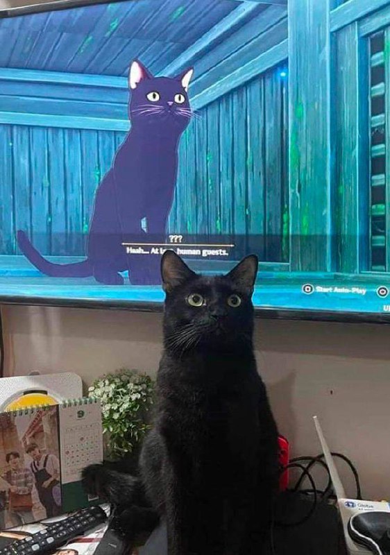 #猫猫