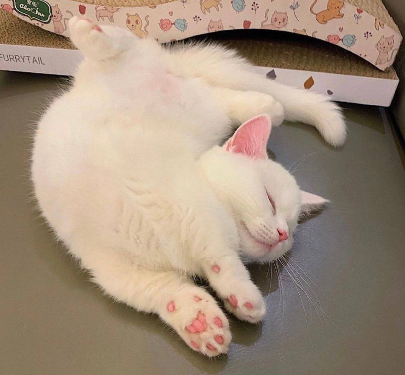 #猫猫