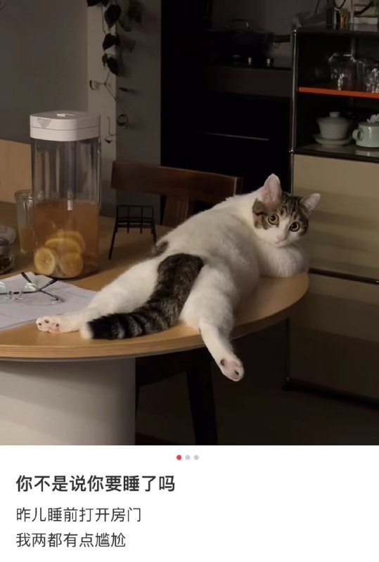 #猫猫