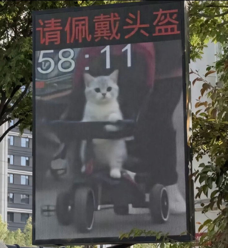 😁#猫猫