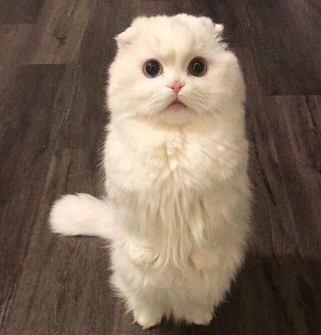 #猫猫