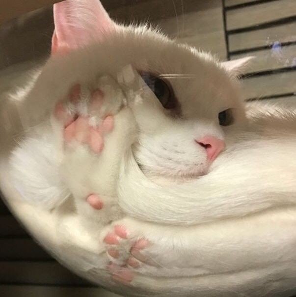 #猫猫
