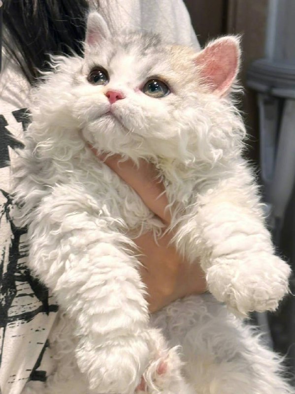 #猫猫#猫猫