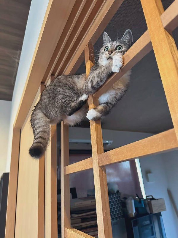 #猫猫