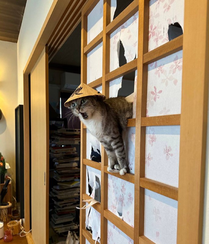 #猫猫