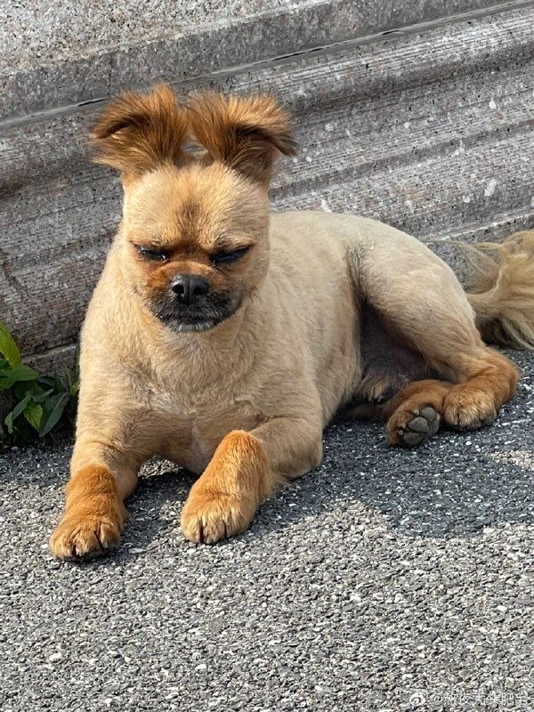 #狗狗#狗狗