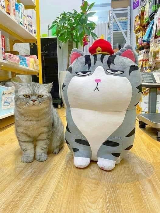 #猫猫