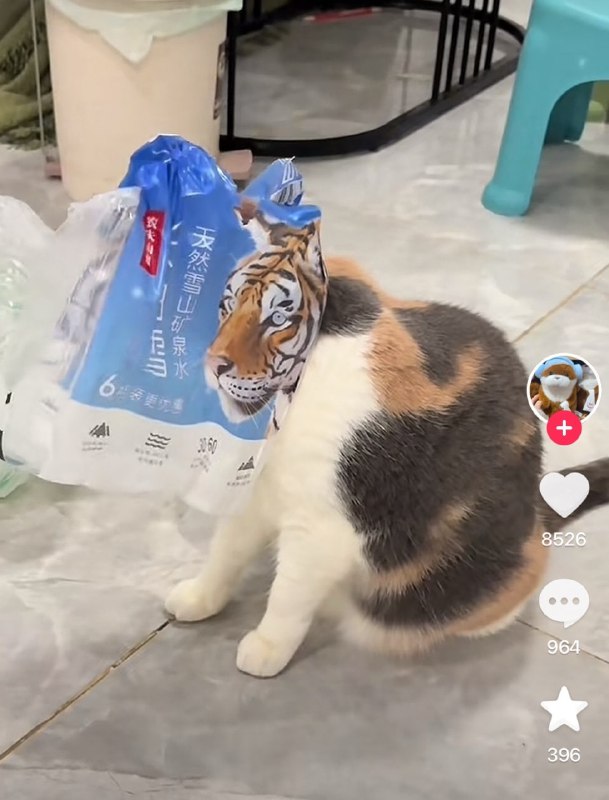 #猫猫#猫猫