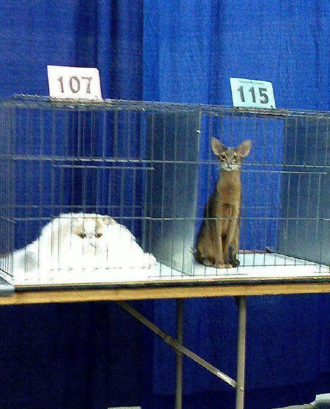 同样是猫……
