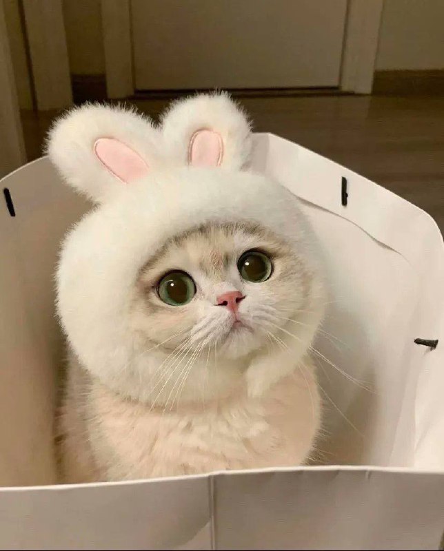 #猫猫