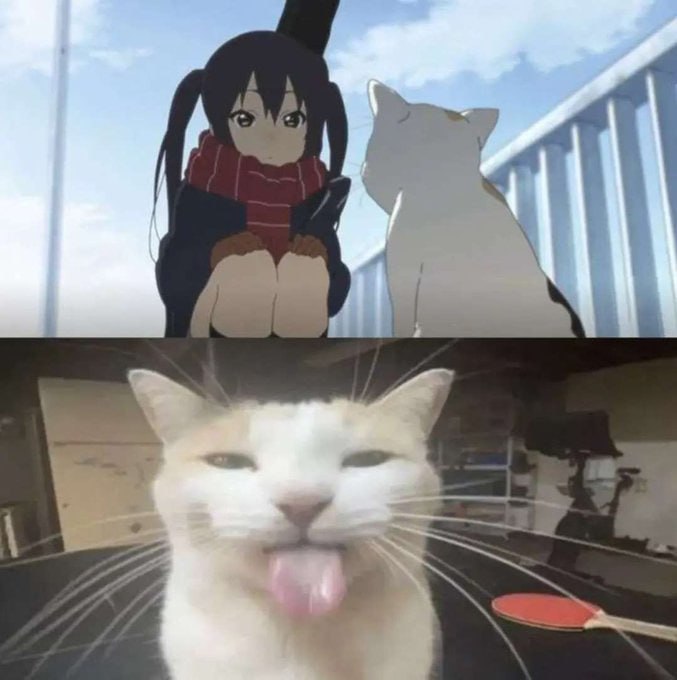 略#猫猫