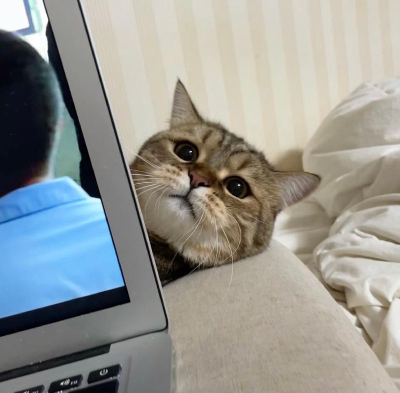 陪陪小猫吧陪陪小猫吧
