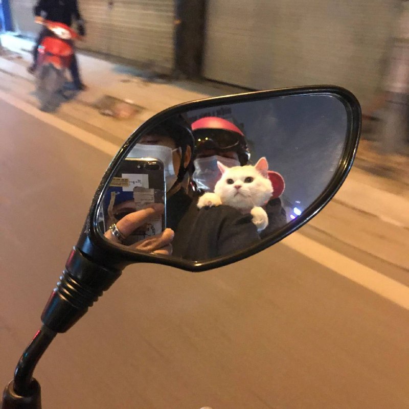 #猫猫