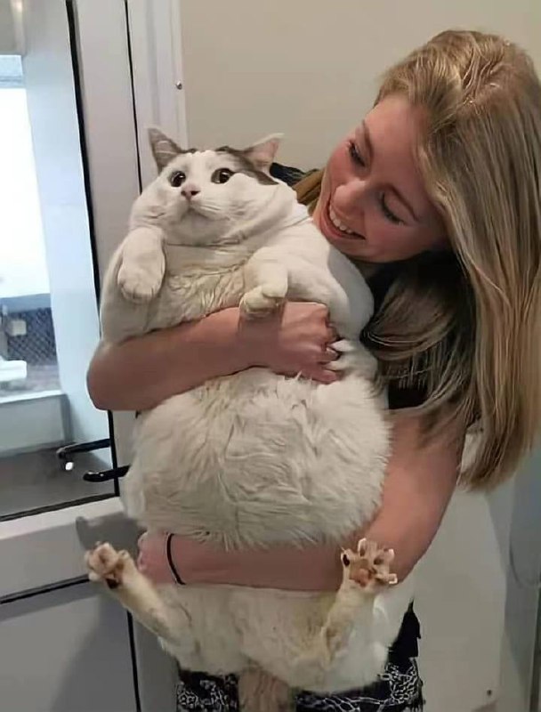#猫猫