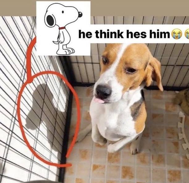 #狗狗