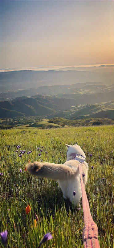 （原图见评论区）#猫猫