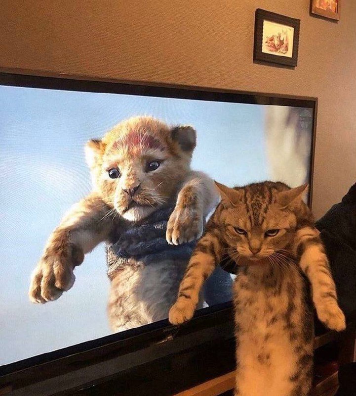 #猫猫