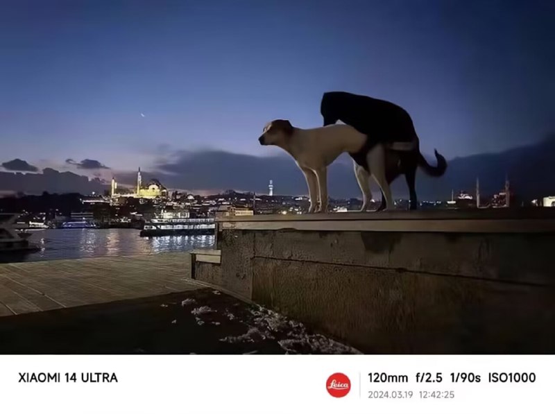 犬夜叉